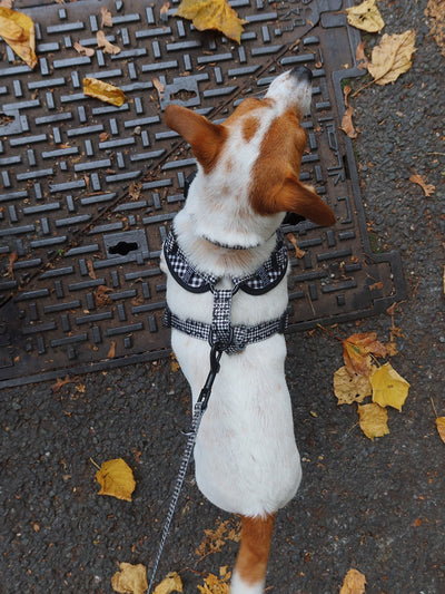 Happy Sad Gingham Dog Harness